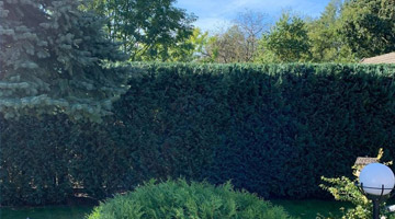 Przycinanie żywopłotów Brzesko, Tarnów, Bochnia