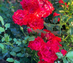 uslugi-ogrodnicze-kosiarze-brzesko-tarnow-bochnia (5).jpg