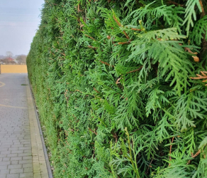 uslugi-ogrodnicze-kosiarze (6).jpg