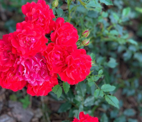 uslugi-ogrodnicze-kosiarze-brzesko-tarnow-bochnia (6).jpg