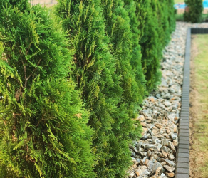 uslugi-ogrodnicze-kosiarze-brzesko-tarnow-bochnia (12).jpg