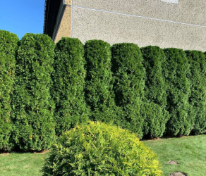 uslugi-ogrodnicze-kosiarze-brzesko-tarnow-bochnia (15).jpg