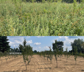 uslugi-ogrodnicze-kosiarze-brzesko-tarnow-bochnia (1).jpg